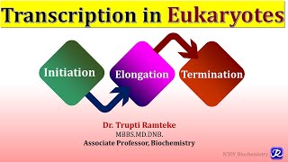 8 Transcription in Eukaryotes  Molecular Biology  Biochemistry NJOY Biochemistry [upl. by Enitsirc900]