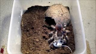 Tarantula Acanthoscurria geniculata vs Mouse [upl. by Jair]