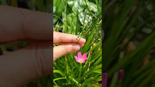 Collecting pink rain lily seeds Rain lily 🪴youtubeshort plants propagationtips gardeningtips [upl. by Adela]