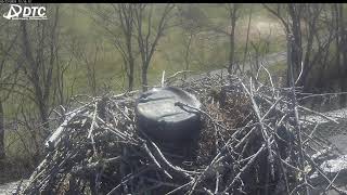 LIVE Osprey Nest BirdCam in Carthage TN courtesy of DTC Communications [upl. by Elly]