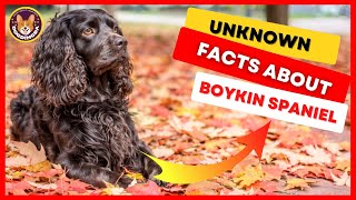 Boykin Spaniel Pros amp Cons Facts amp Information [upl. by Farwell665]