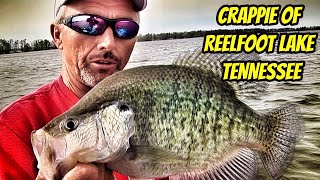 CRAPPIE OF REELFOOT LAKE Greatest Moments with the Legends [upl. by Ruscio]