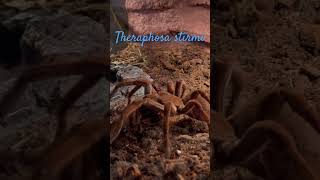 Theraphosa stirmi digging [upl. by Galina]