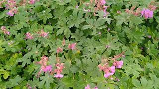 Bodembedekker planten Geranium macrorrhizum Spessart Ooievaarsbek [upl. by Tyika704]