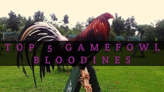 TOP 5 GAMEFOWL BLOODLINES [upl. by Noval]