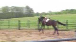 Horse rearing bucking [upl. by Akaya]