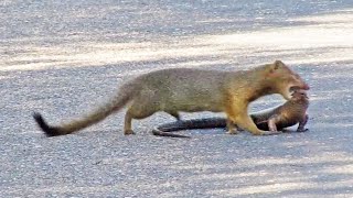 Mongoose Rips Out Lizards Eyes [upl. by Ilowell]