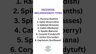 Types of Racemose Inflorescence and their examples biologybloom [upl. by Raman758]