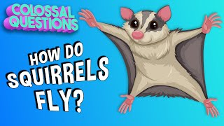 How Do Squirrels Fly  COLOSSAL QUESTIONS [upl. by Trembly455]