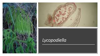 Subclasse Lycopodiidae [upl. by Irama]