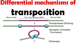 Different mechanisms of transposition [upl. by Marston]