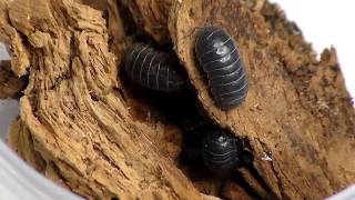 Collecting Some Isopods [upl. by Abby]