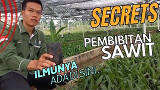 Mudah Sederhana tapi Penting Cara Pembibitan Kelapa Sawit [upl. by Isaiah]