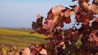 Herbstimpressionen 2017 Südliche Weinstraße SÜW [upl. by Eleahcim848]