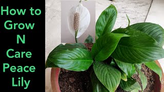 How to grow n care peace lily plant common houseplants care in hindi [upl. by Leiad]