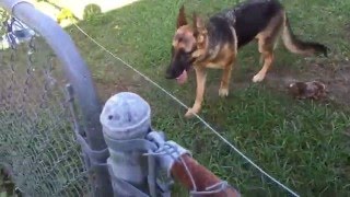 How to Install a PetSafe® Wireless Dog Fence [upl. by Roux]