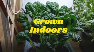 Growing Tatsoi Indoors Using The Kratky Method Cutandcomeagain harvesting [upl. by Arjan]