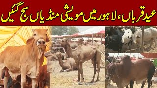 Latest Updates From Lahore Bakra Mandi  Cattle Market 2024  Pakistan News  Latest News [upl. by Girvin77]