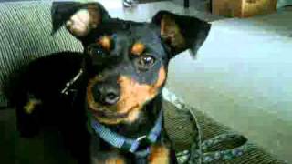 Miniature Pinscher SMART PUPPY BARKING [upl. by Jemy]