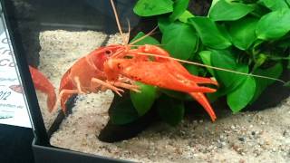 Procambarus clarkii quotOrangequot [upl. by Moneta]