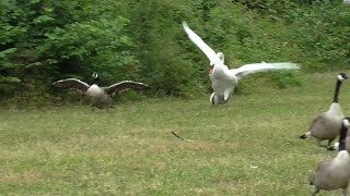 Swan attacks geese in water then on land [upl. by Nebuer312]