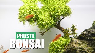 Jak szybko i prosto zrobić drzewko Bonsai do Akwarium [upl. by Asilram]