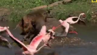 Hyena vs Baboon Real Fight [upl. by Amabelle]