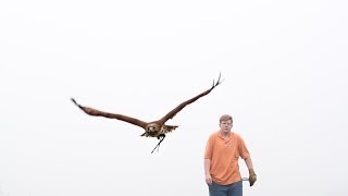 An Introduction to Falconry [upl. by Leahcym]