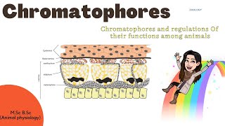 ChromatoporesChromatopores and Regulations of their functions among animals Mechanism MSc BSc [upl. by Annitsirhc]