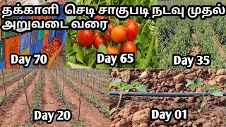 Tomato plants cultivation process from day 01 to day 65 full video  Tamil  Sathish Nursery [upl. by Morley]