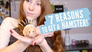 7 Reasons to Get a Hamster [upl. by Leshia]