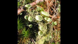 Biologie végétale S2 les thallophytes partie 2  les champignons et les lichens [upl. by Liw58]