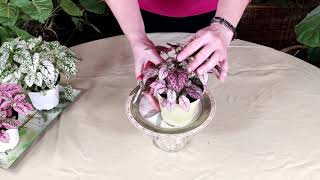 How to Prune Houseplants to Make them Bushy Polka Dot Plant [upl. by Terese]