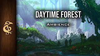 Daytime Forest  Nature Ambience  1 Hour [upl. by Goodyear]