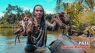 ALHAMDULILLAH Aksi tangkap Kepiting  Banyak Dapat Ukuran JUMBO [upl. by Mann113]