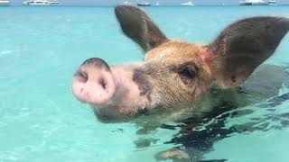 The Swimming pigs of Exuma [upl. by Aitsirhc377]