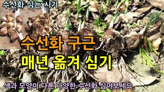 가을은 수선화 심는시기 다양한 수선화 구근 심기 수선화 구근 번식과 심는 방법 아네모네 라널큘러스 튤립 구근도 곧 심고 싹난 모습 보여드리겠습니다 [upl. by Giwdul182]