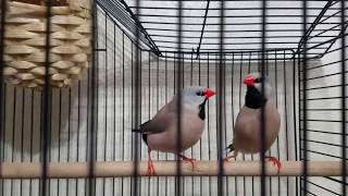 Long tailed finch makes crow sound [upl. by Howell]