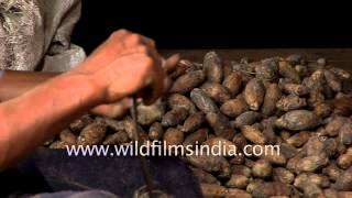 Learn how to peel areca nuts [upl. by Glori]