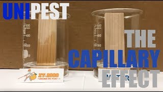 How Orange Oil Kills Termites with the Capillary Effect Santa Clarita Termite Control Series [upl. by Ayahc]