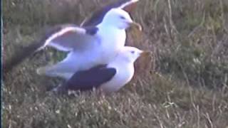 Herring Gulls Mating [upl. by Rhynd]