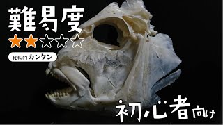 魚の骨格標本の作り方：とてもよくわかるマダイの頭骨の組み立て [upl. by Trilley]