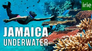 JAMAICA SNORKELING Does Jamaica have good snorkeling ft JESSICA CARGILL [upl. by Idnahs346]