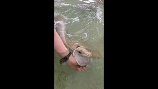 Stingray Feeding [upl. by Alexia]