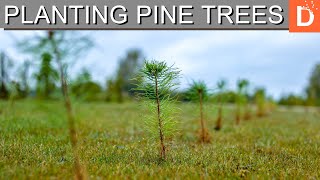 I planted 1000 pine trees in one day teamtrees [upl. by Nevanod]