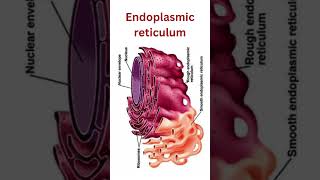 Endoplasmic reticulum smooth endoplasmic reticulum rough endoplasmic reticulum smoothER roughER [upl. by Airotnahs]