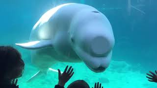 Beluga Whale Interacting with Kids  Mystic Acquarium [upl. by Bernete]