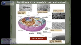 Electromedicina clase 1 [upl. by Eisse972]