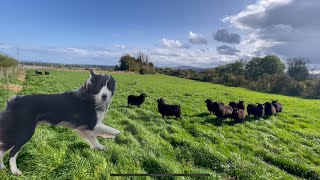 Amazing young sheepdog Big challenge  intense sheep herding [upl. by Huesman125]