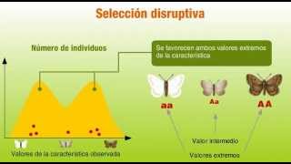 Tipos de selección natural [upl. by Argella]